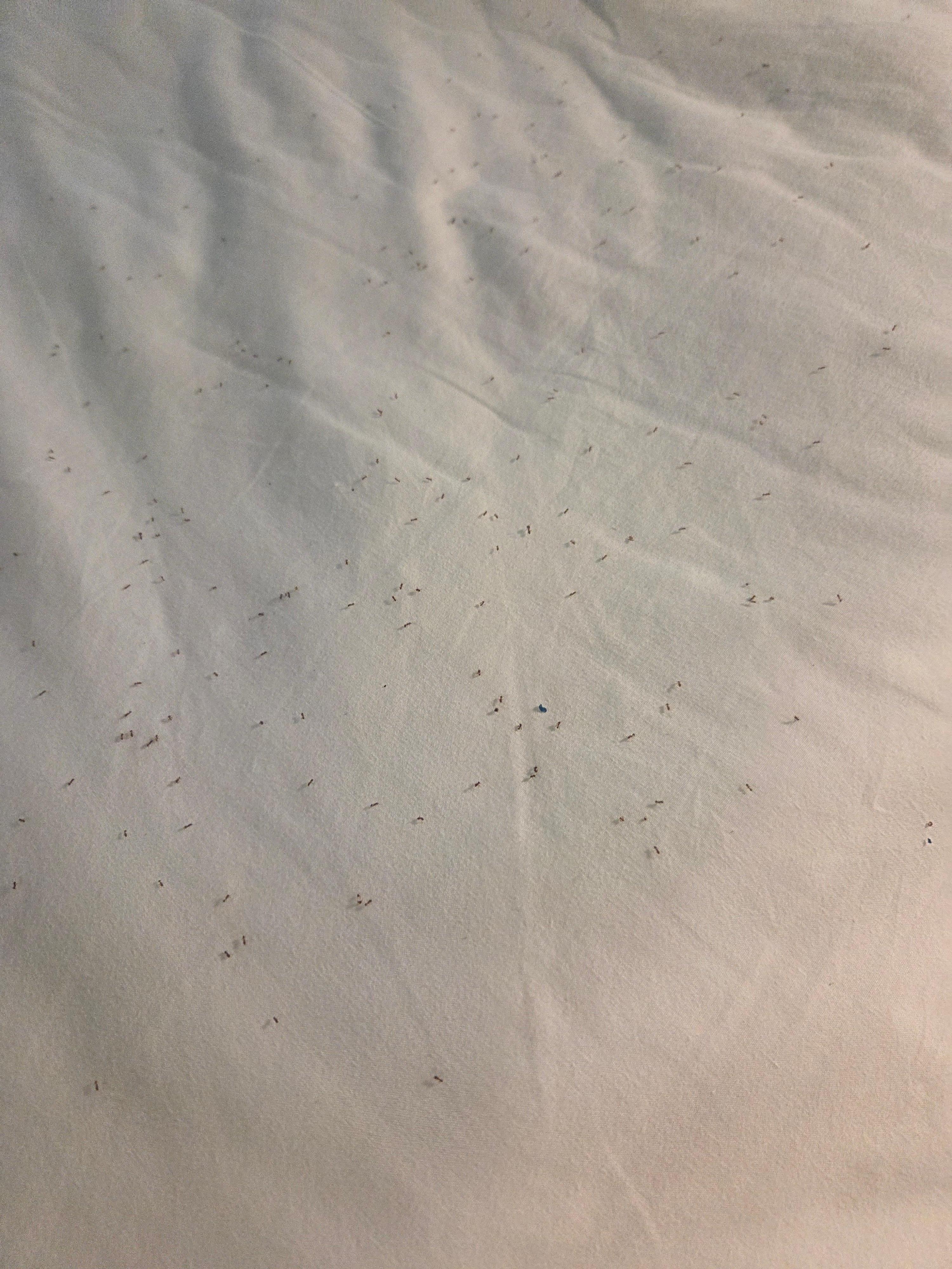 Ants in bed ,floor ,bedrooms smell bad ,mold in bathroom 