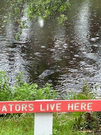 Gator in back pond.
