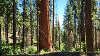 Sequioa National Park