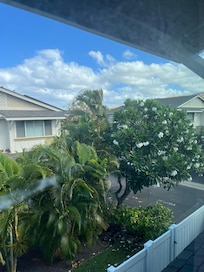 View of plumeria trees from the king suite