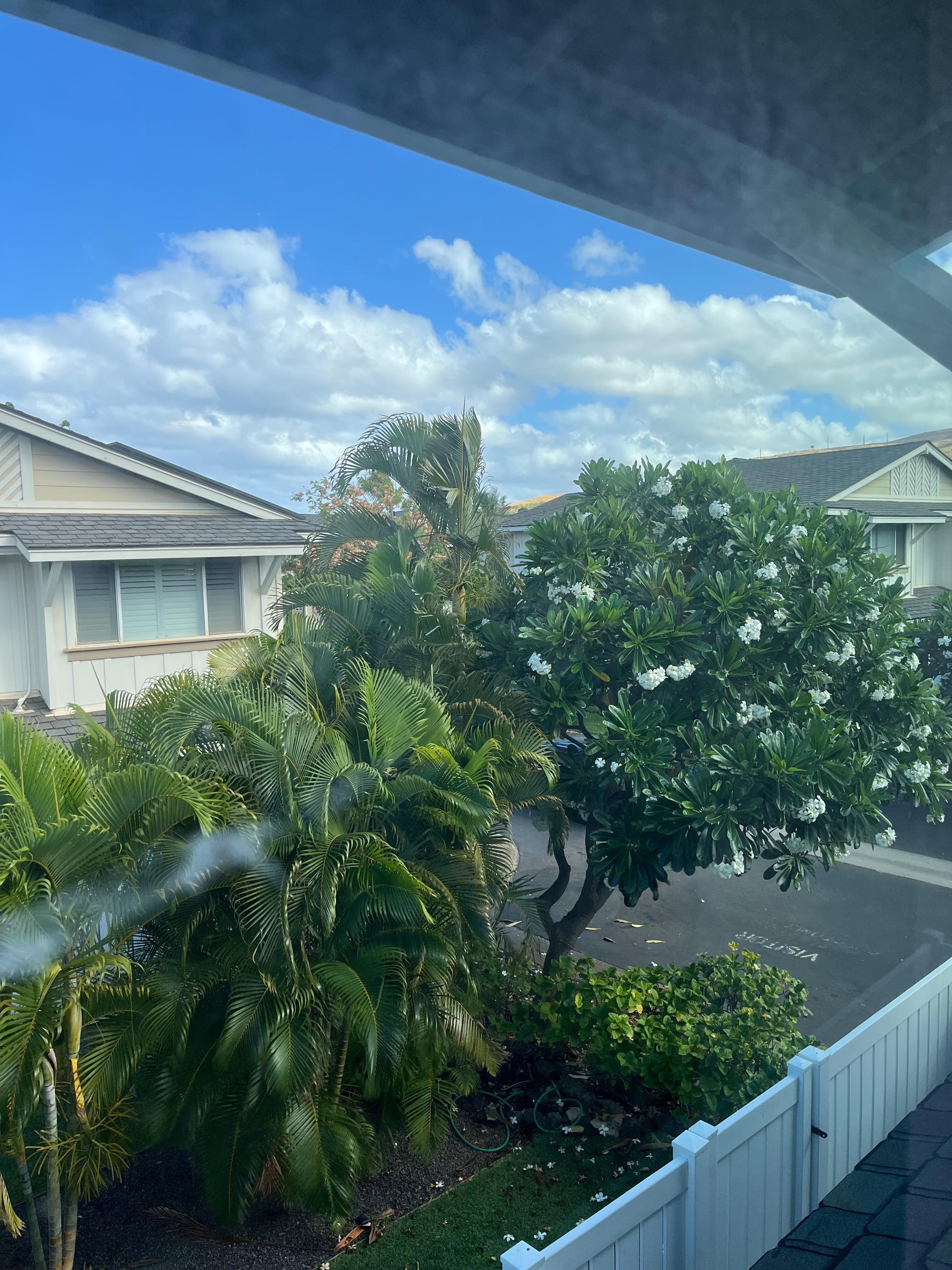 View of plumeria trees from the king suite