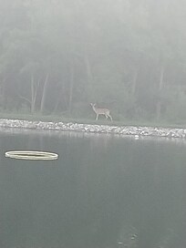 Morning Doe