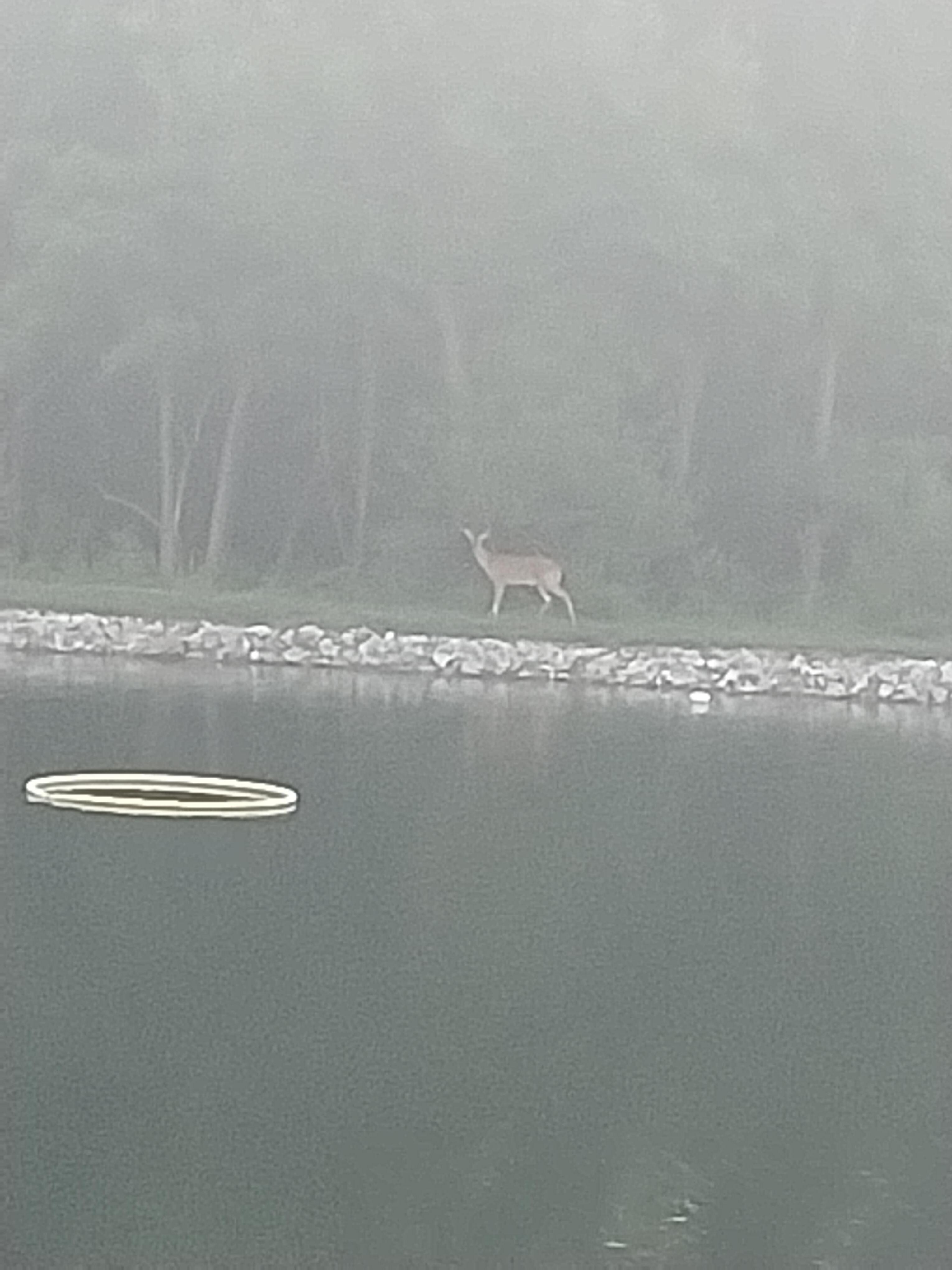 Morning Doe