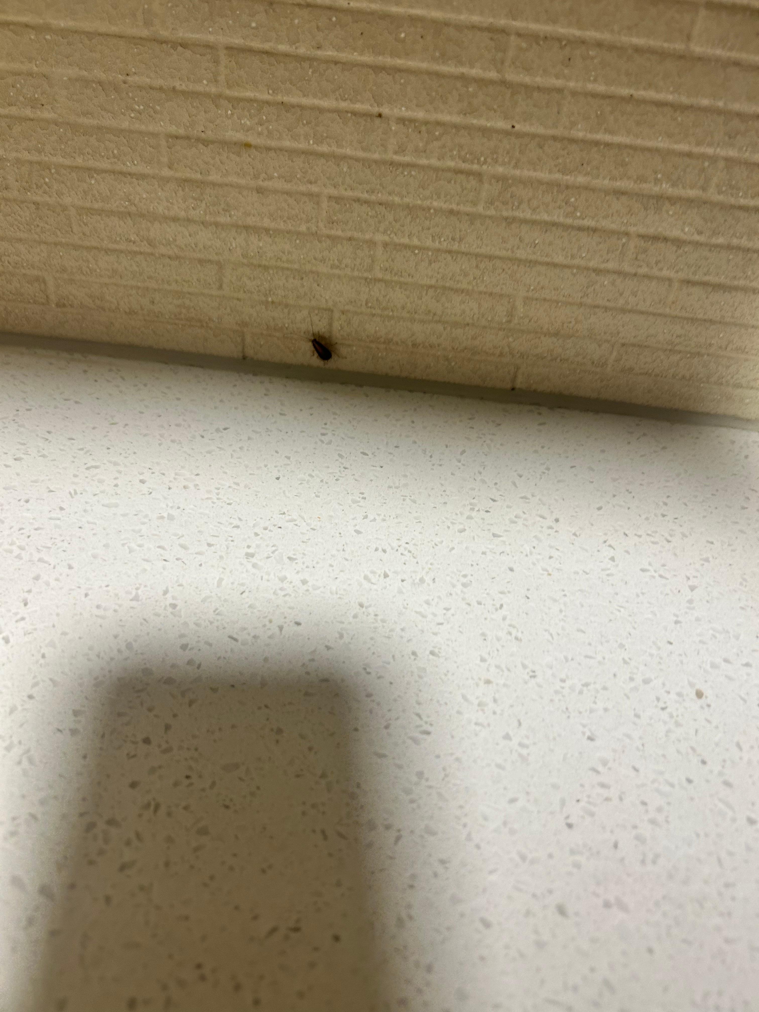 Roaches crawling near the sink in the kitchen 