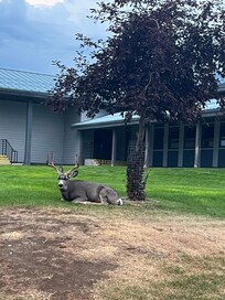 Lots of deer in area.