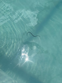 Snake in the pool.. I don’t do snakes
