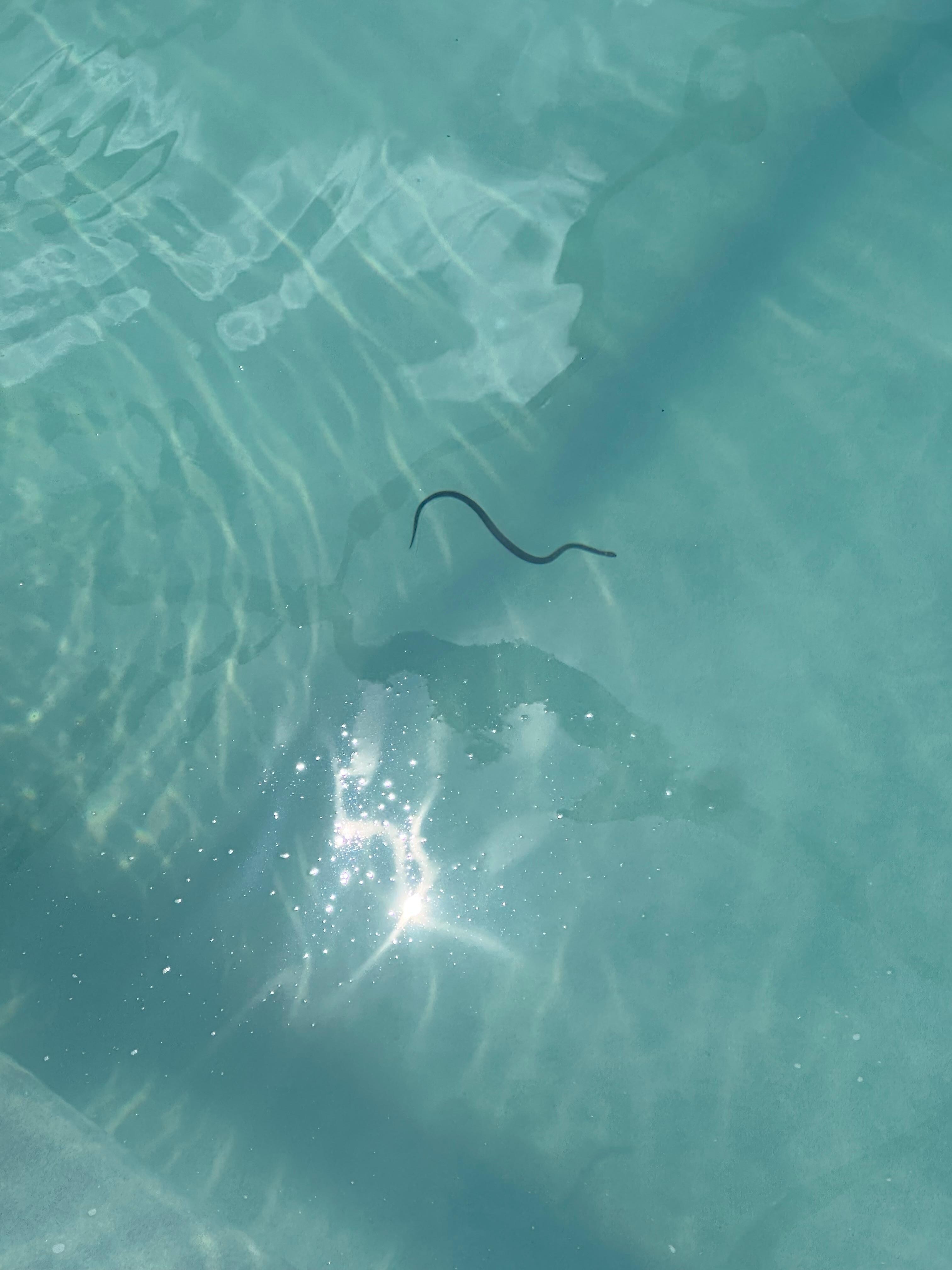 Snake in the pool.. I don’t do snakes