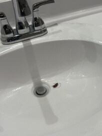 Roach in main bath.
