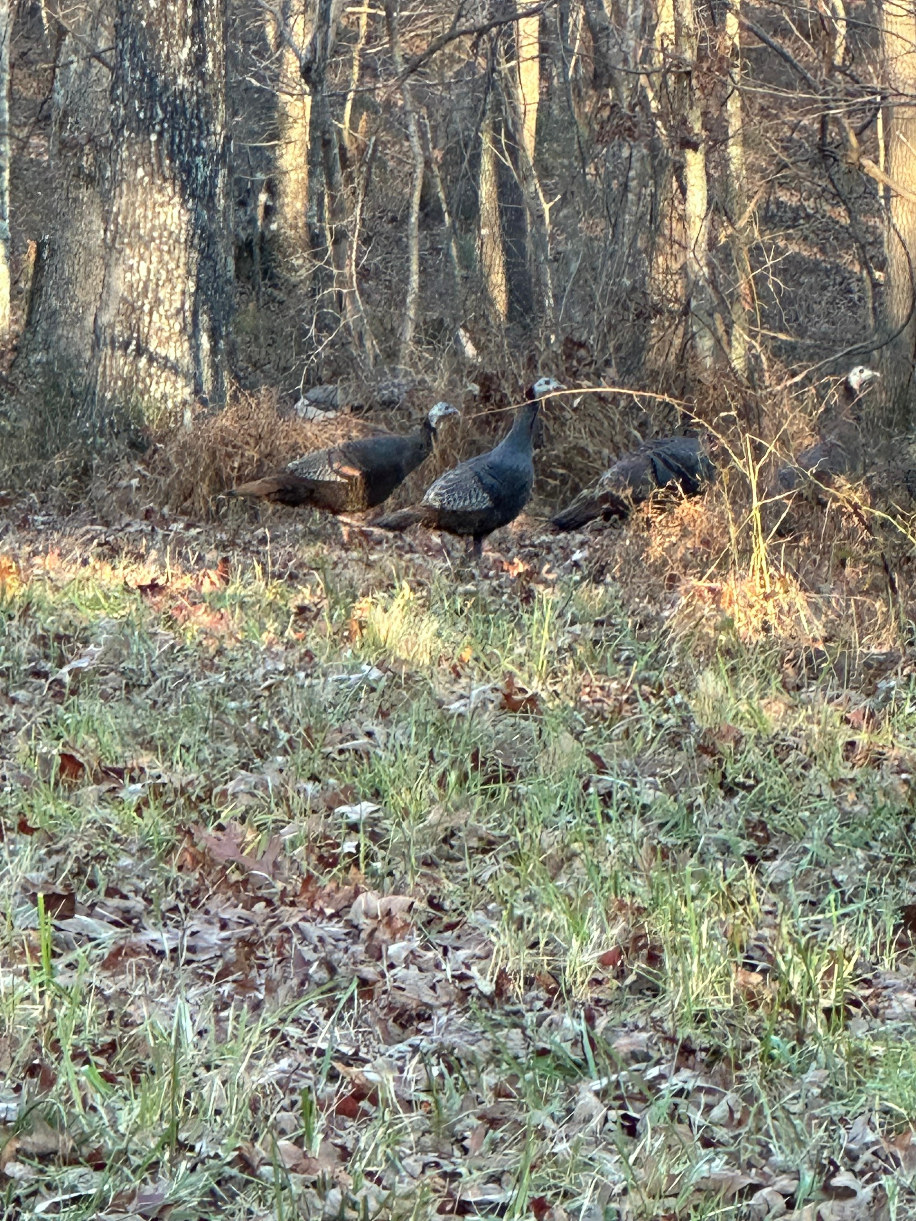 Wild turkeys on Thanksgiving.