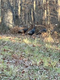 Wild turkeys on Thanksgiving.