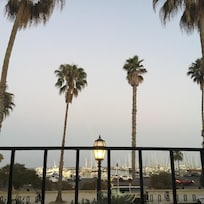 Palms are plentiful