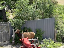 A visit from wildlife
