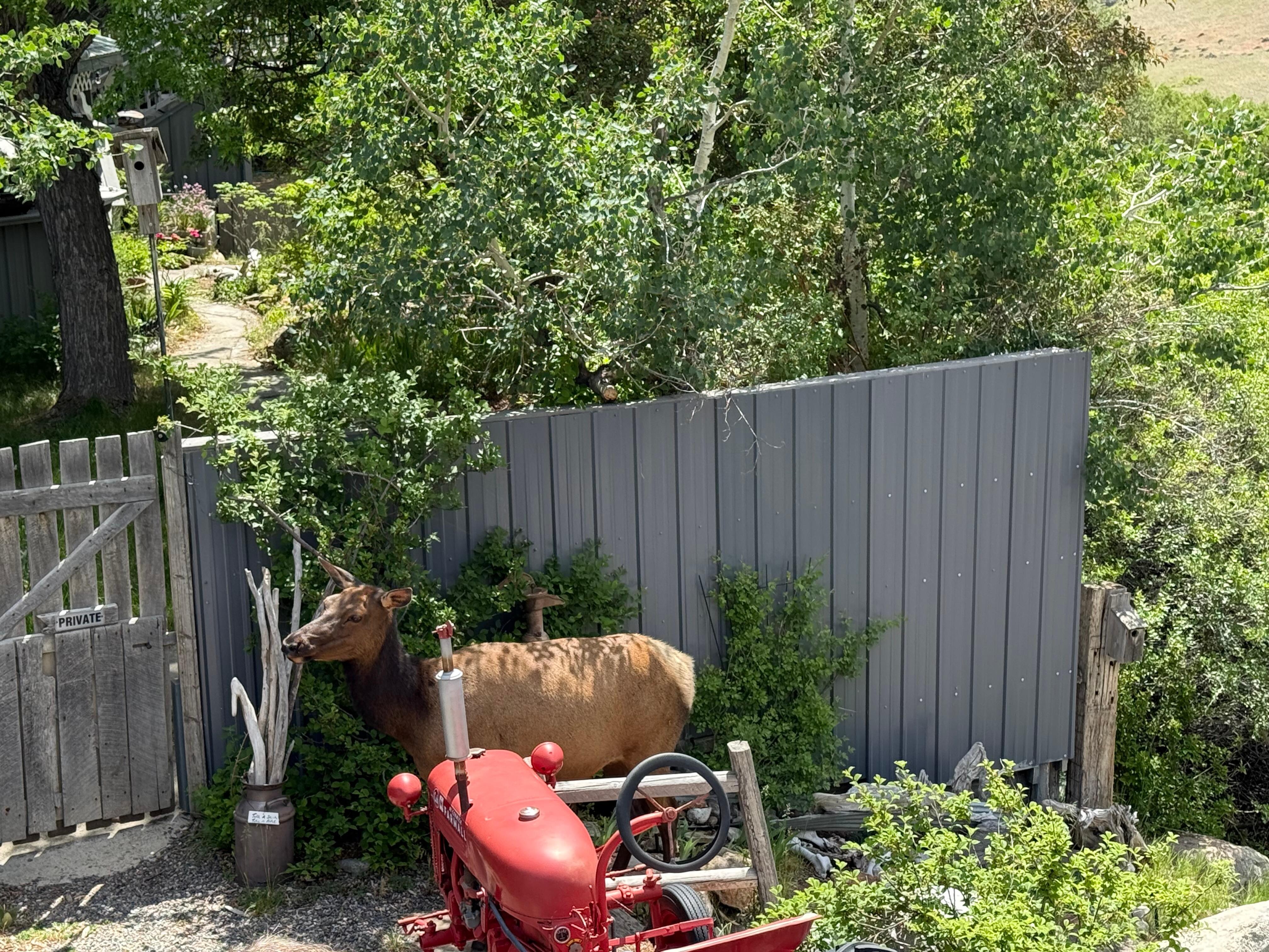 A visit from wildlife