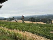 View of the vineyard