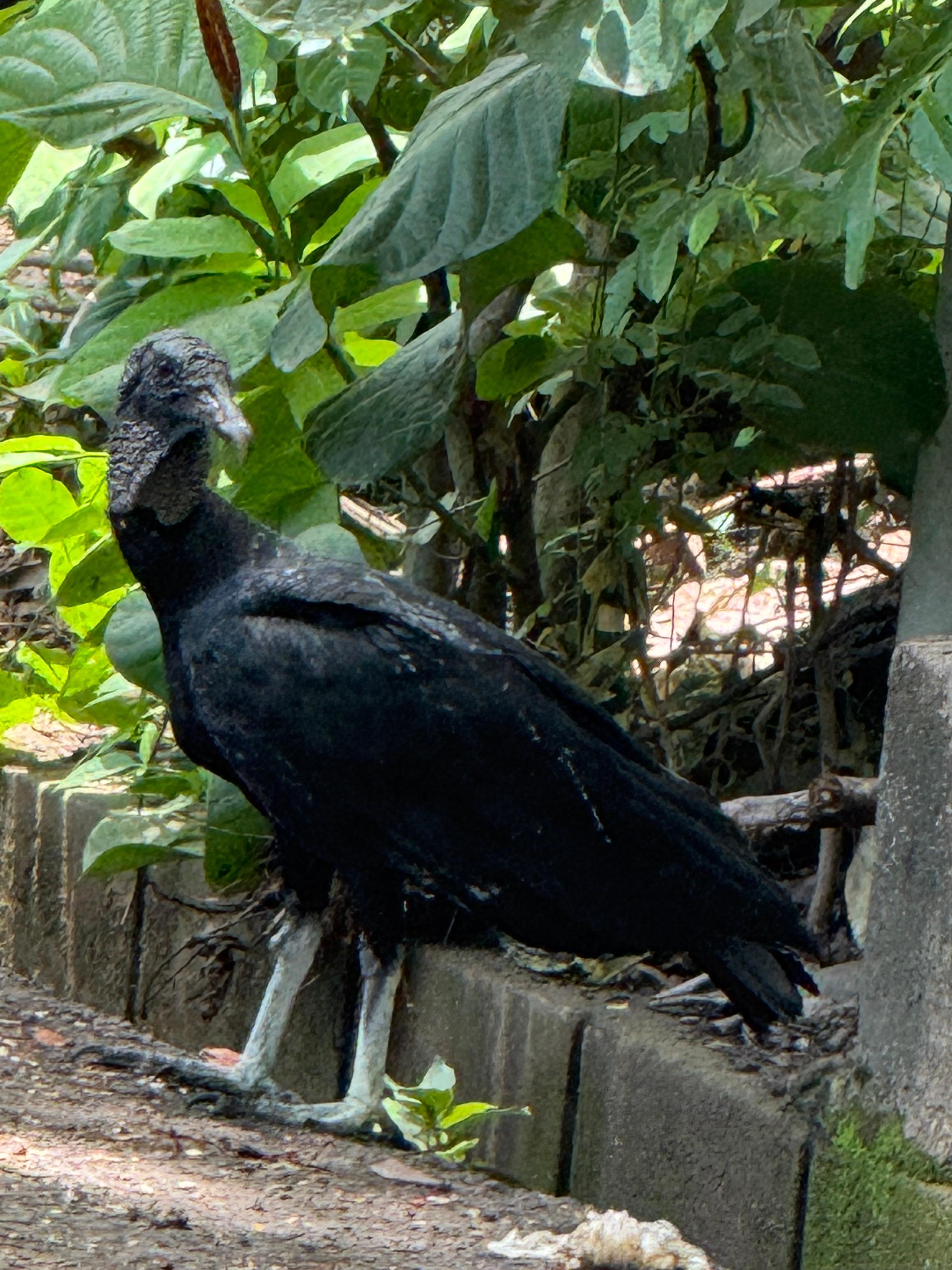 Local birds (haha)