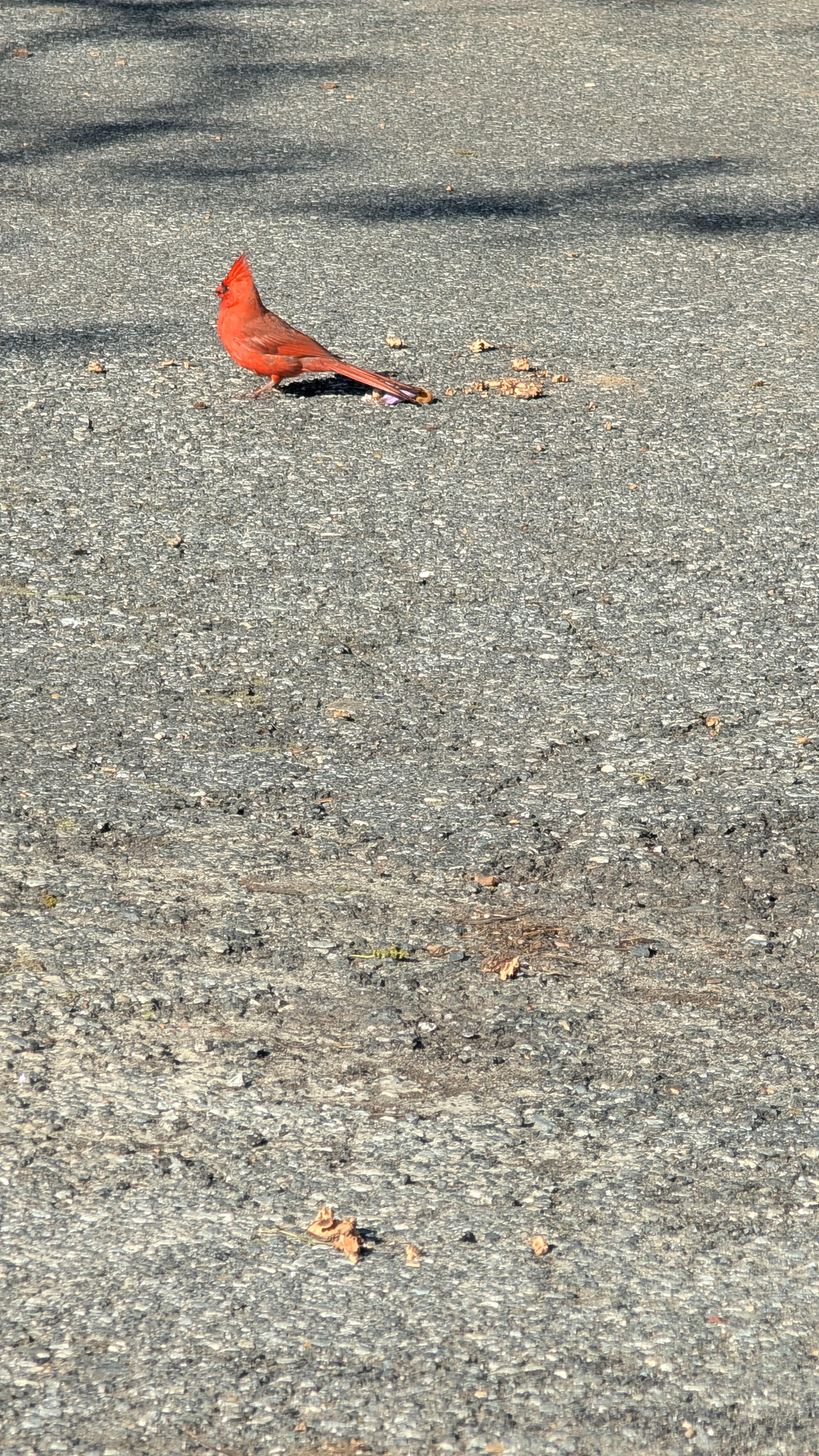 Lots of birds