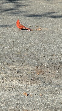 Lots of birds
