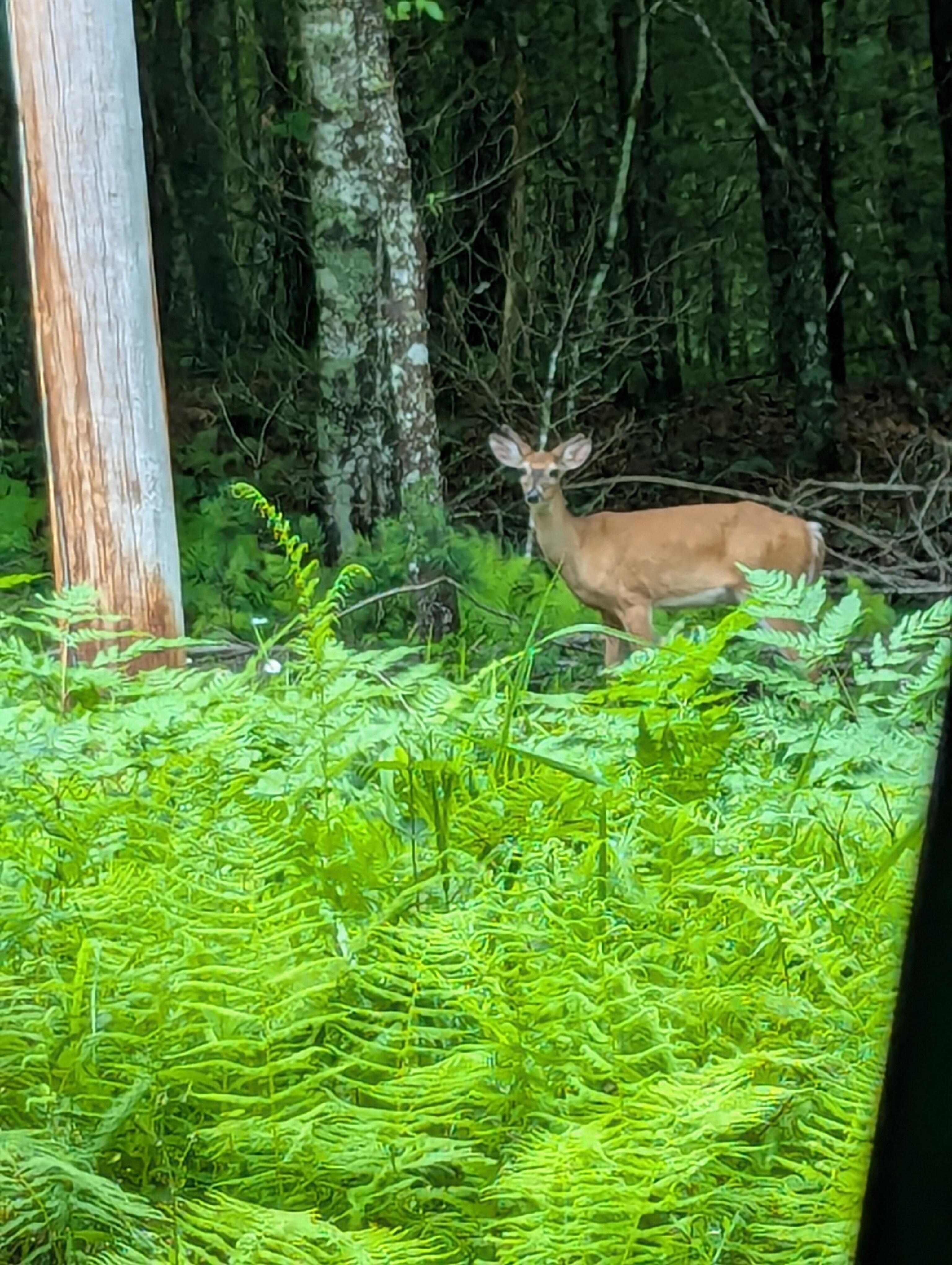 Enjoying the wildlife in the area