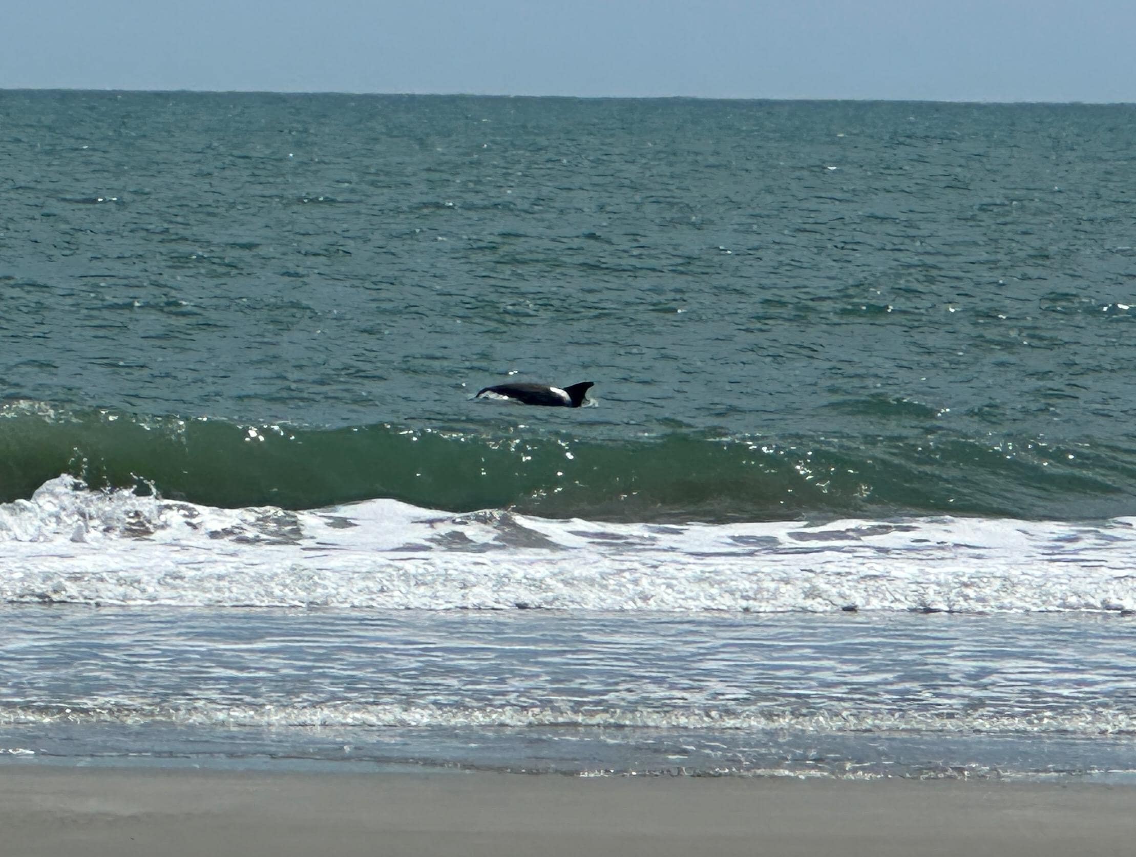 We saw a pod of dolphins when we were on the beach!
