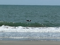 We saw a pod of dolphins when we were on the beach!