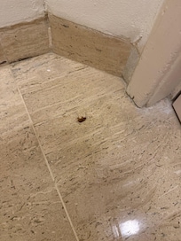 Nice roach in our bathroom