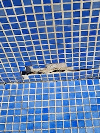 Pool shower