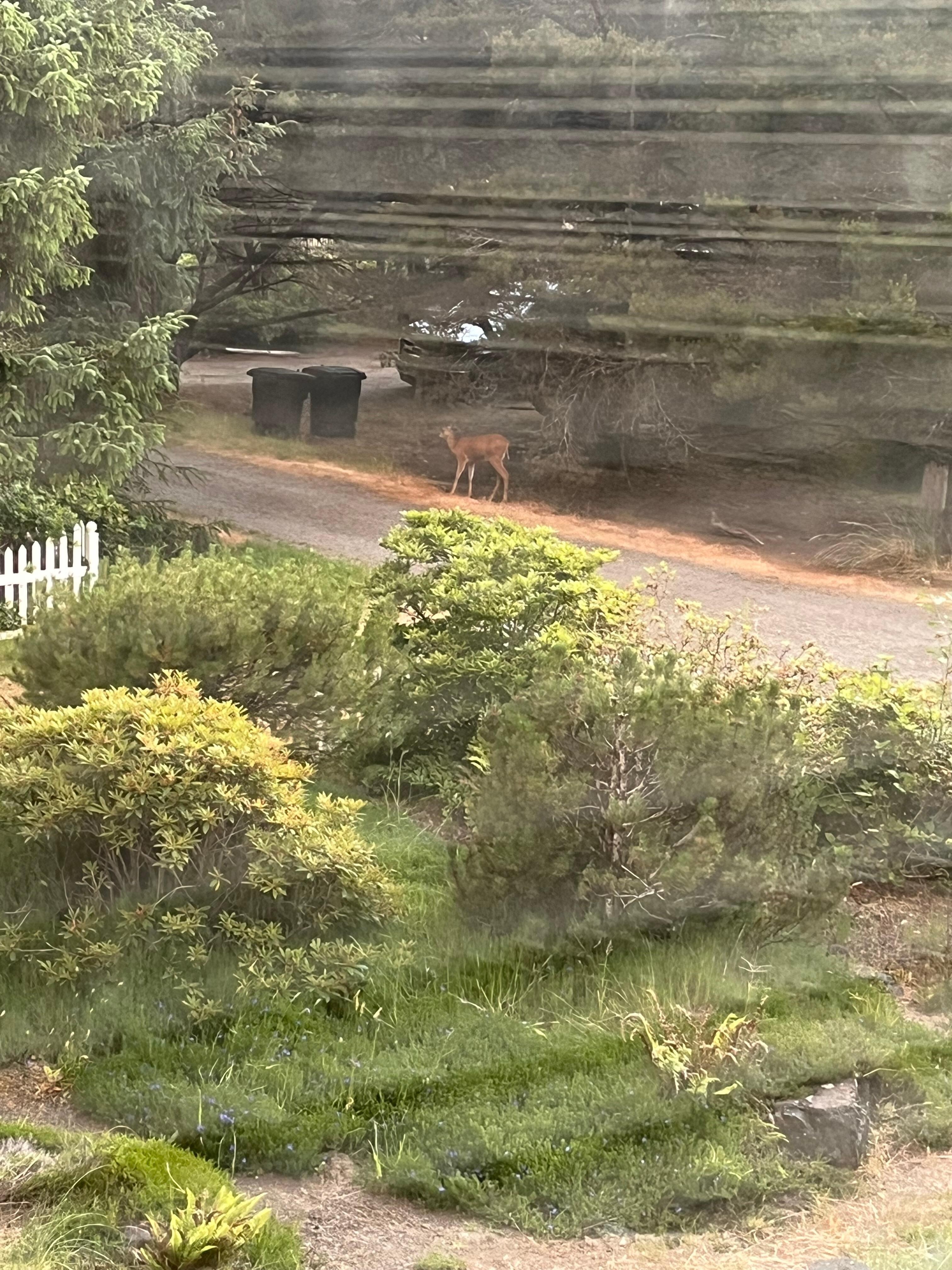 A couple of resident deer :-)