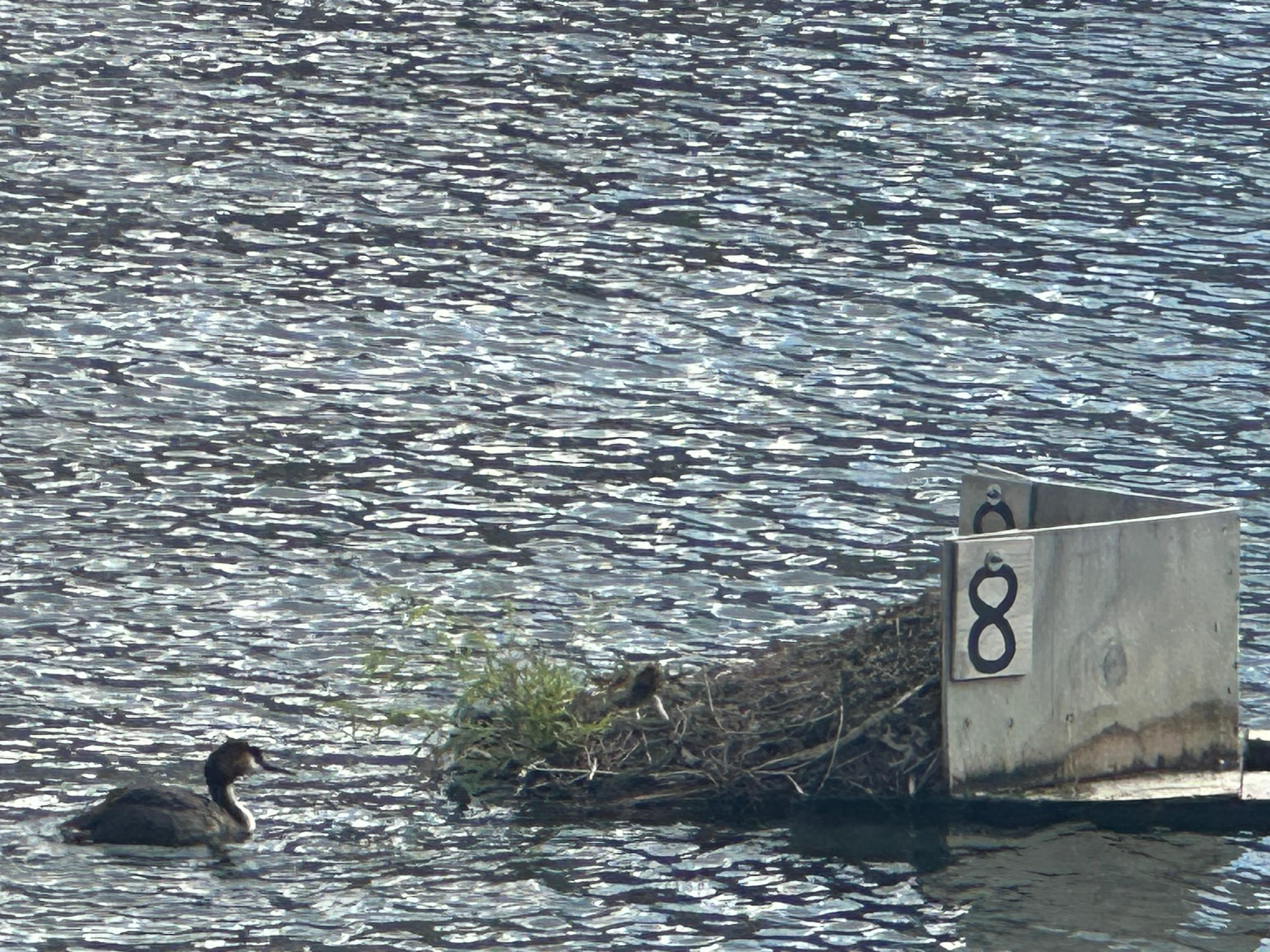 The Southern Crested Grebe Project on Lake Wanaka