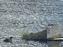 The Southern Crested Grebe Project on Lake Wanaka