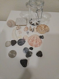 Beaches only about 40 minutes, great for shark teeth enthusiasts.