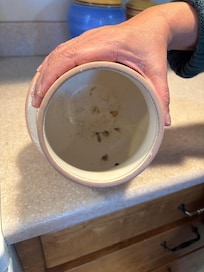 Bugs inside utensil cup