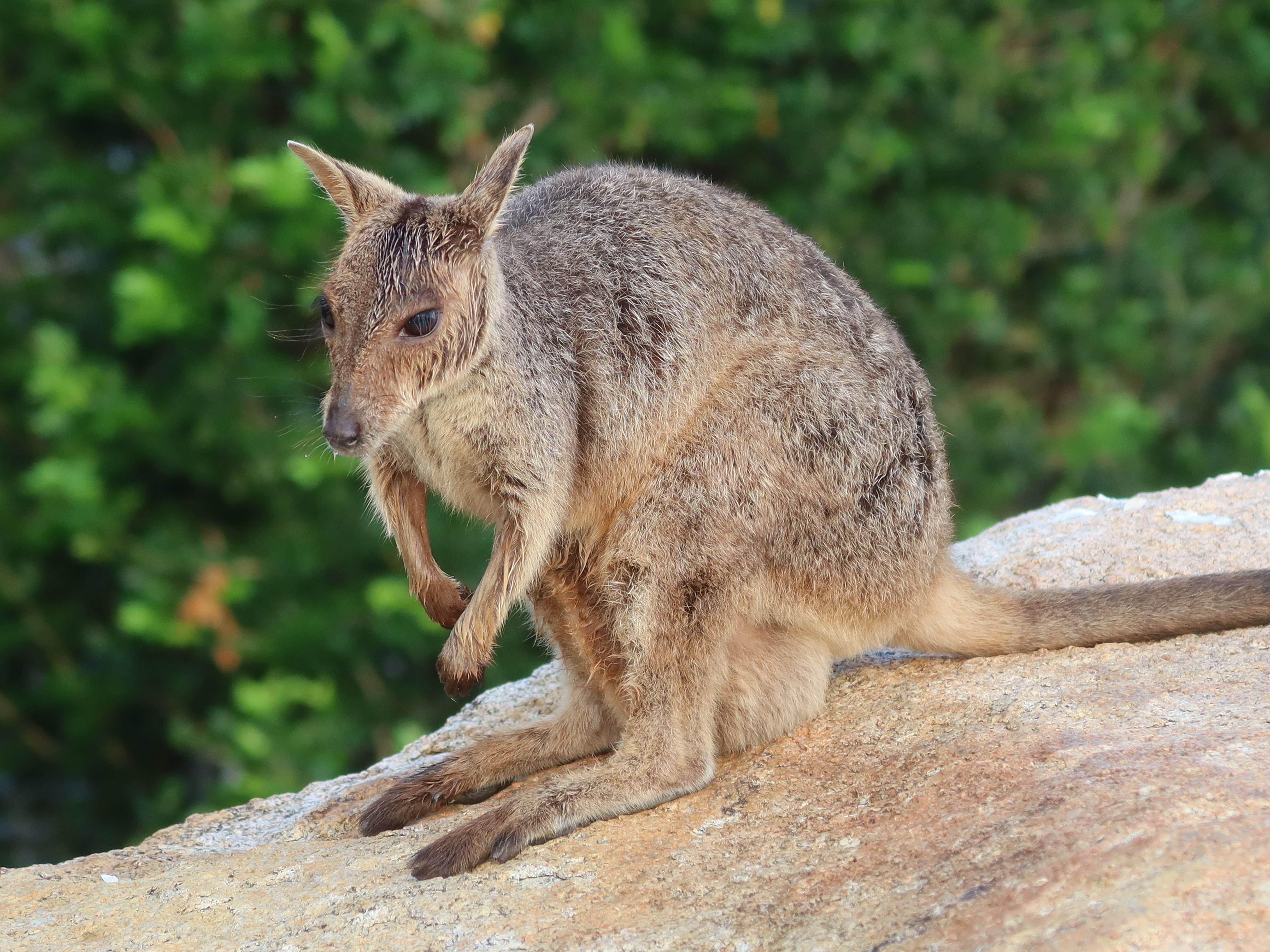 Underhållning av wallabies direkt nedanför balkongen 