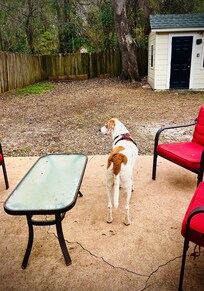 Our 4-legged travel companion enjoying the back patio.