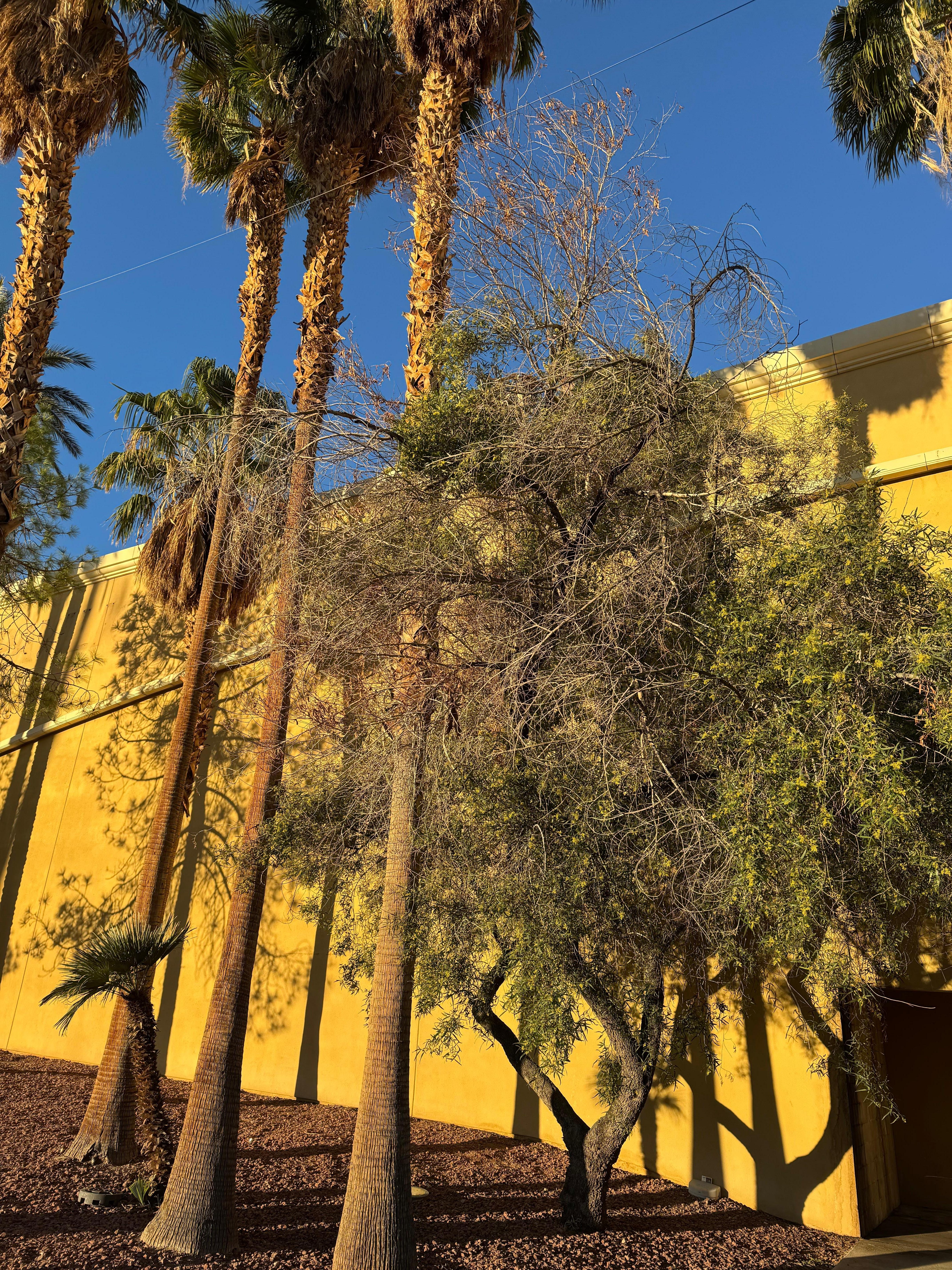 Trees need trimming and WATER!!!