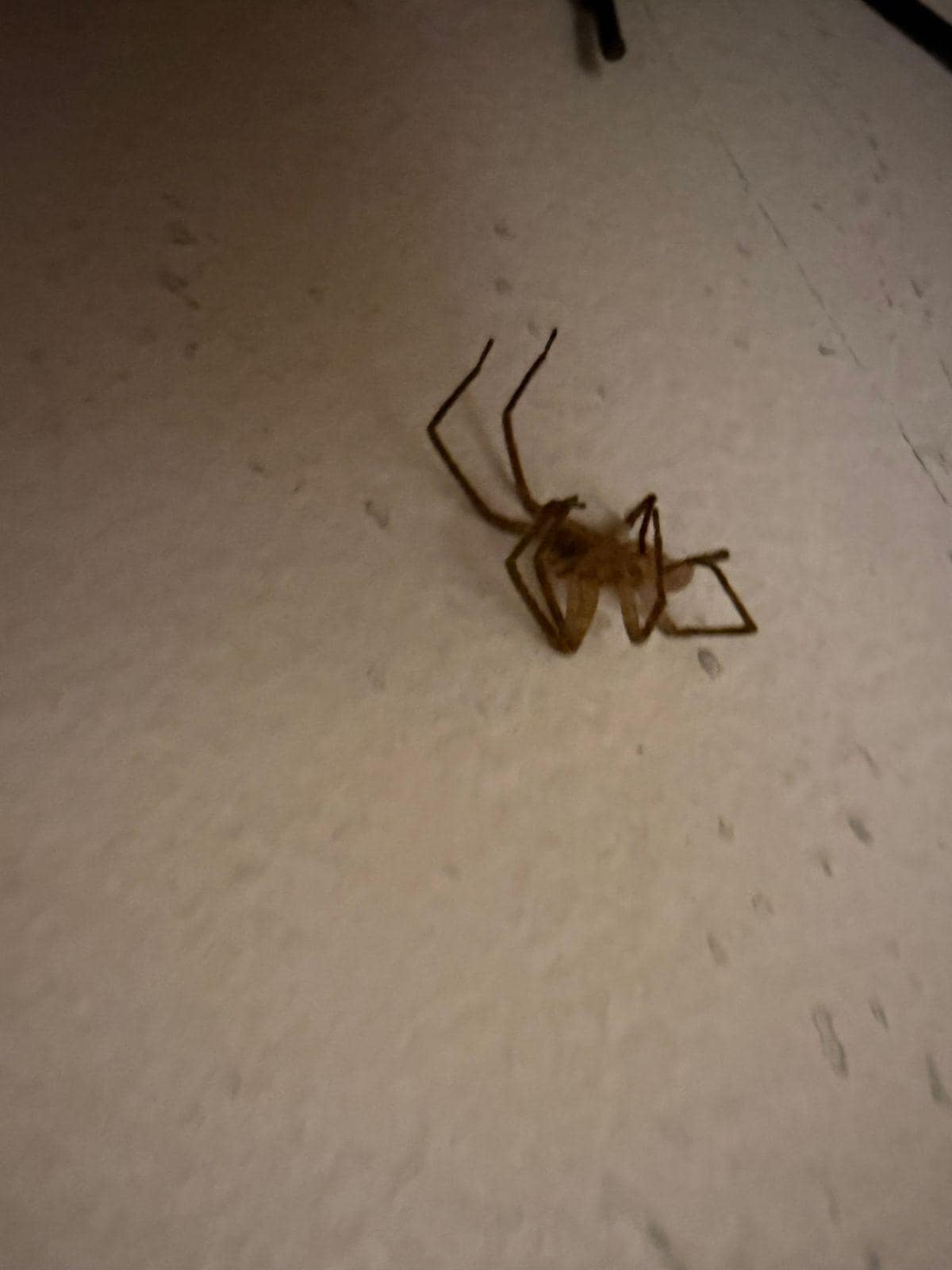 La arañas que estaba en mi cama