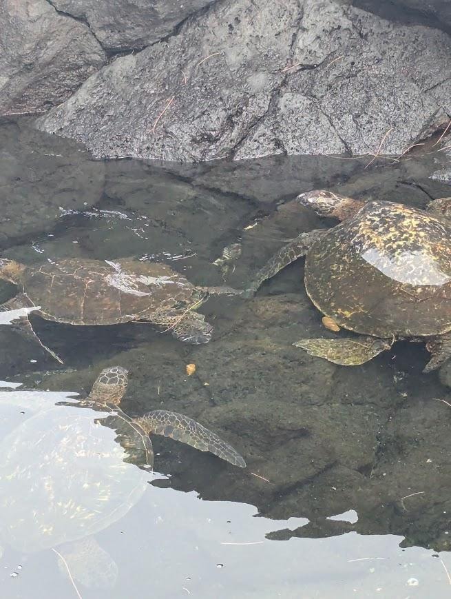 Sea turtles at beach across the street