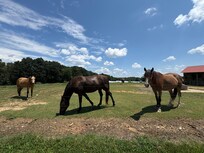 Horses on the property