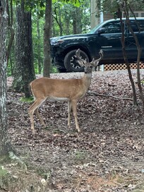 Wildlife