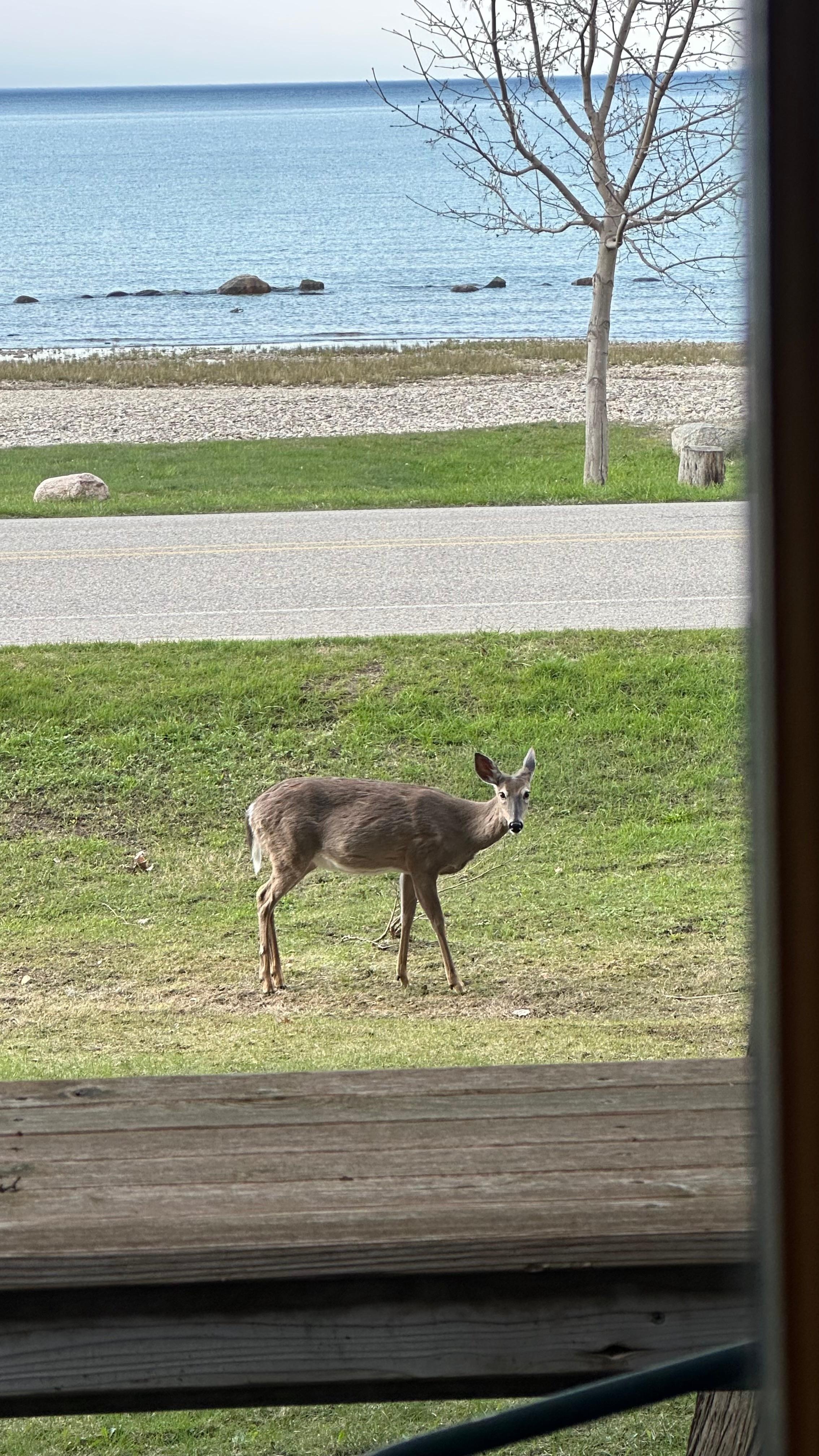 Deer grazing right out front!