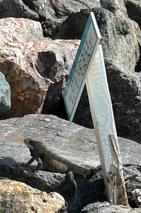Iguanas were below our balcony daily!