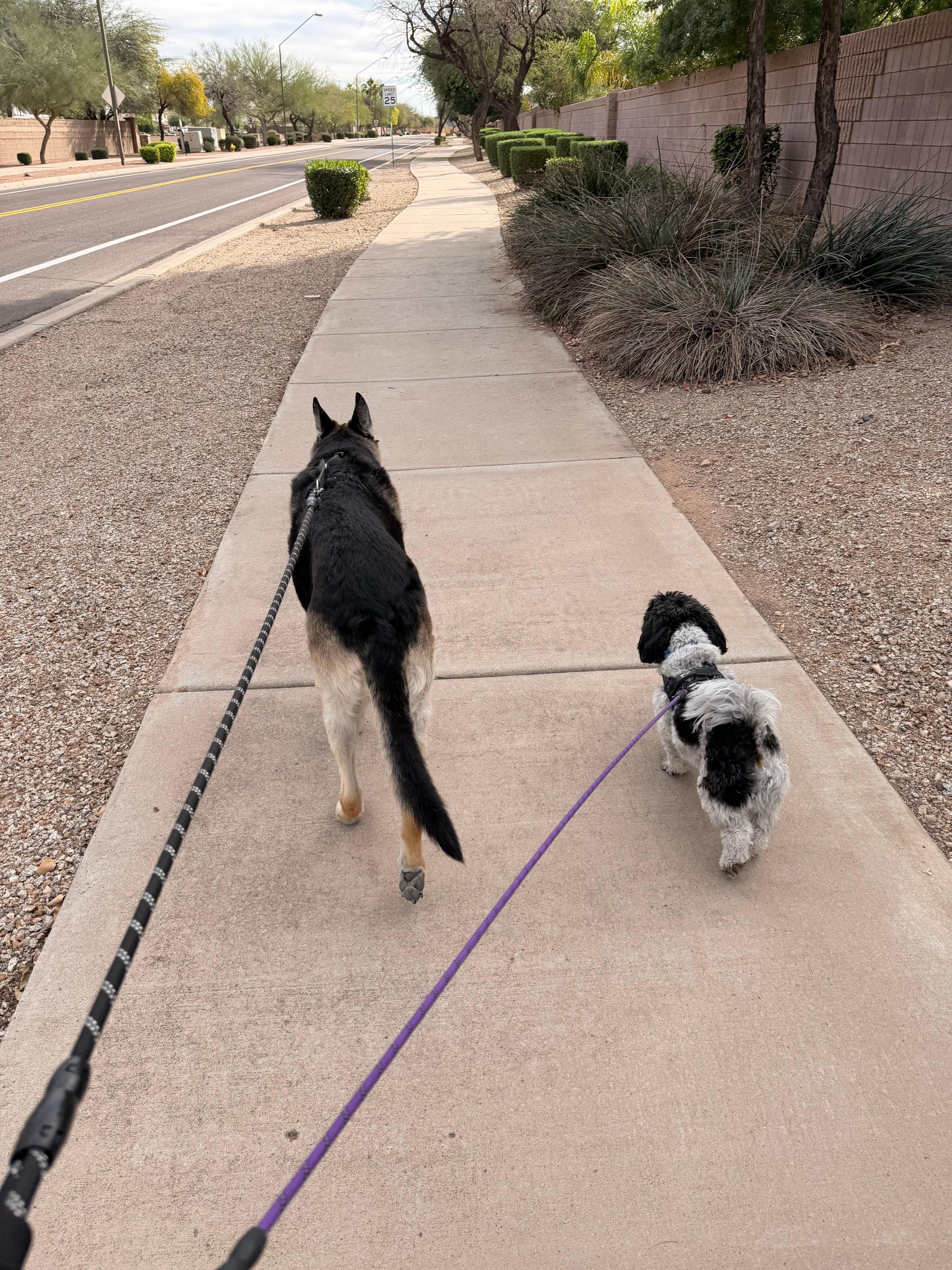 Long walks with the dogs 