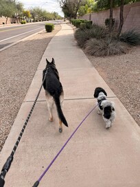 Long walks with the dogs