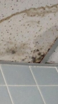 Bathroom ceiling