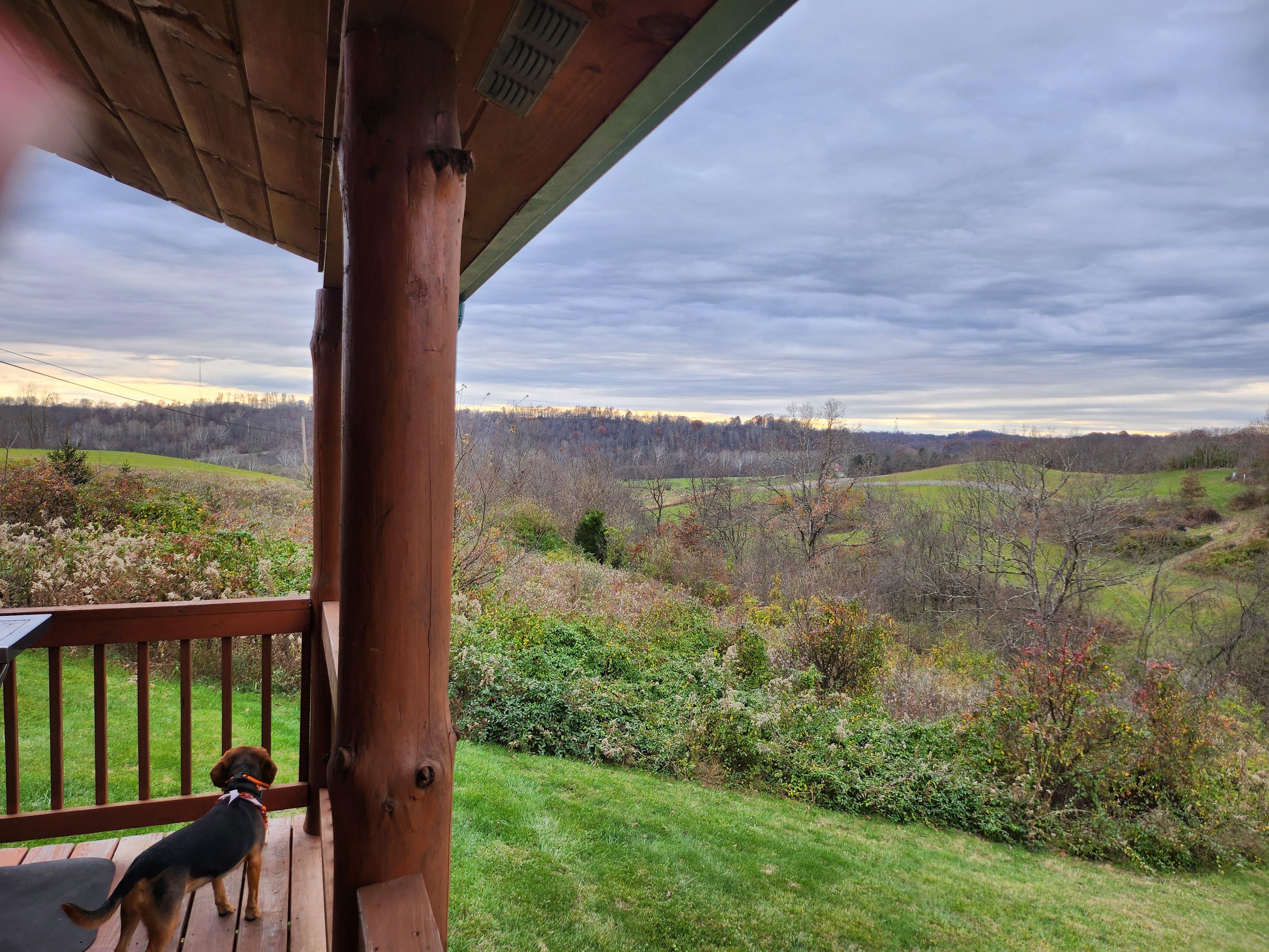 Our dog enjoying the view