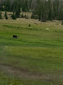 Moose on drive to Mirror Lake