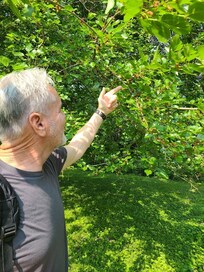 Mulberry tree in season!