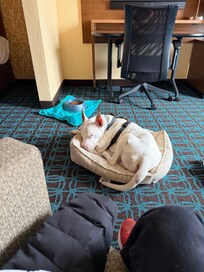 He felt safe in his new surroundings