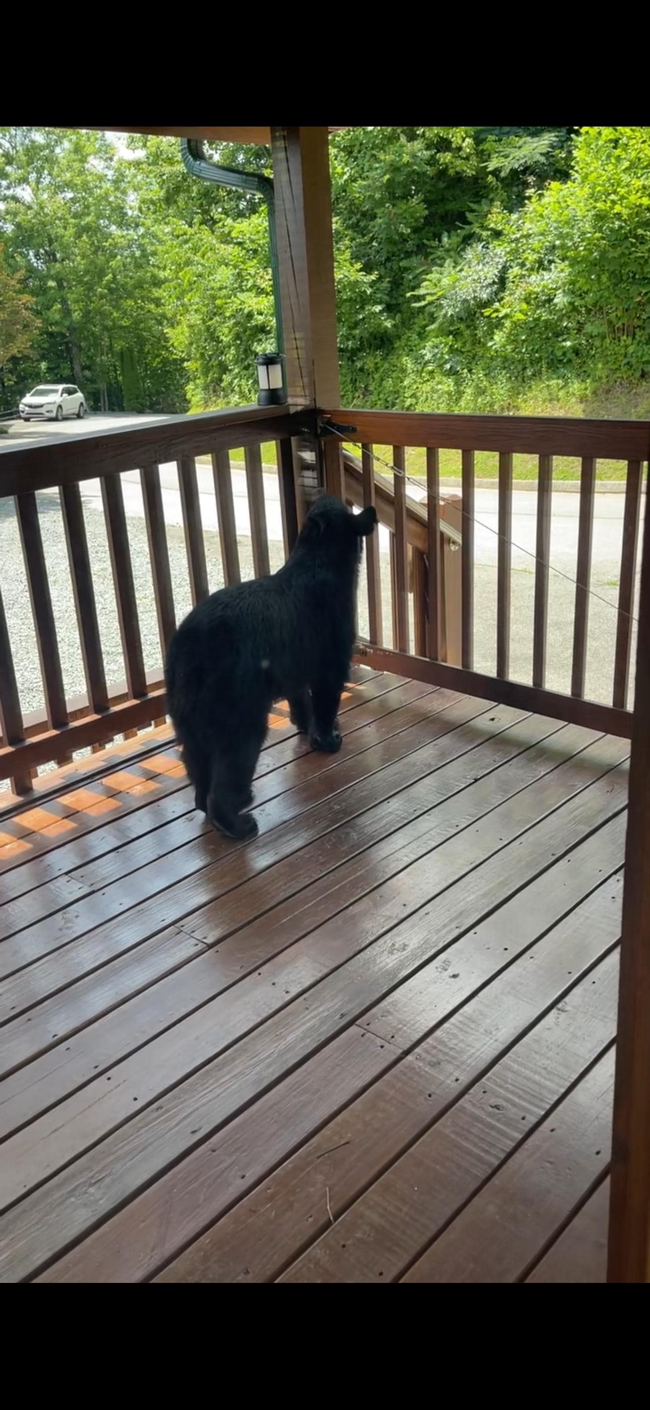 Bear on the wrong side of the bear gate