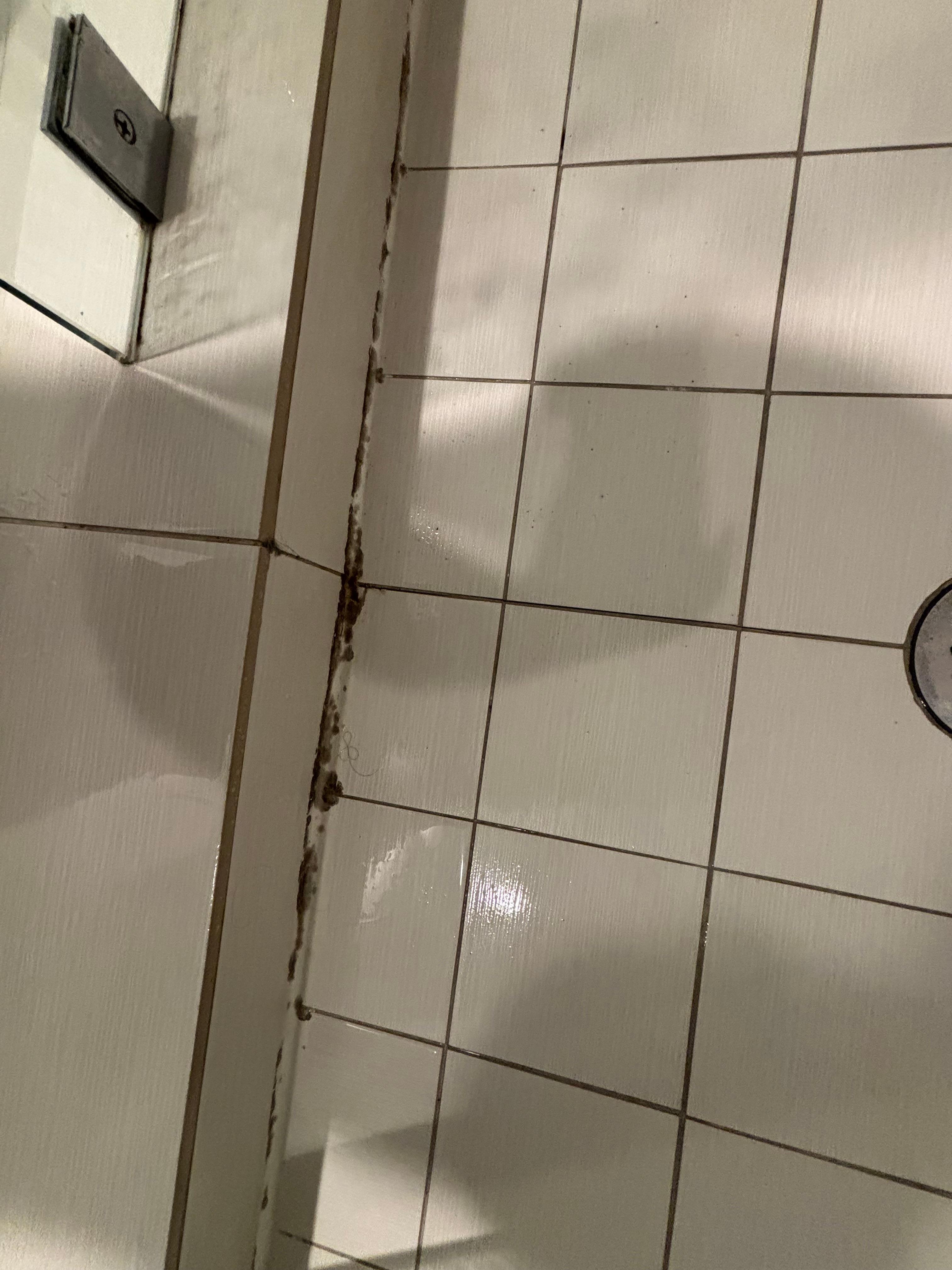 Mold. In the shower. 
