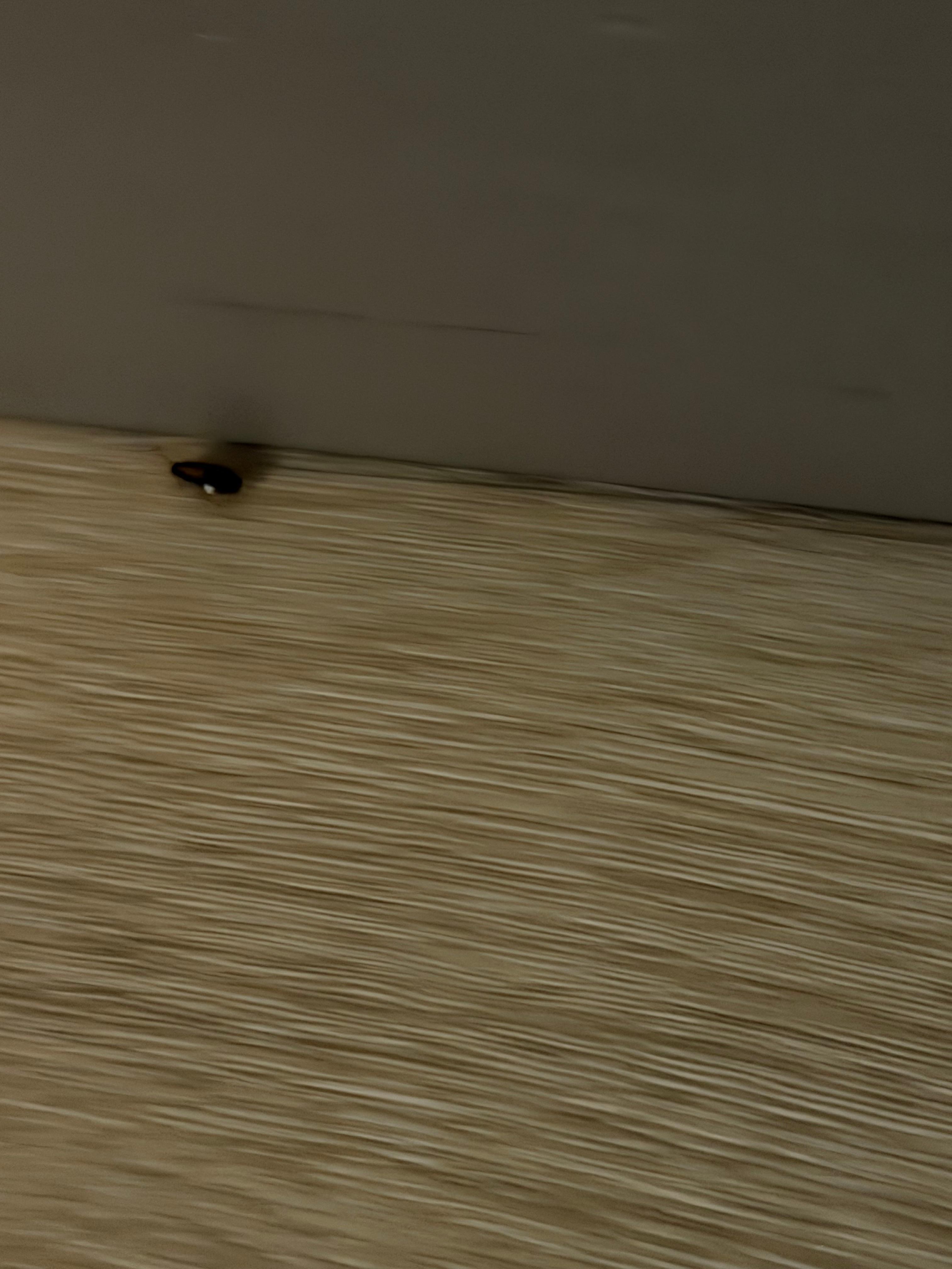 One of the 15 roaches I killed in a 1 hour period in the middle of the night. Very disappointed. 